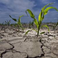 Aszálykár bejelentése, idén is milliárdos károk!