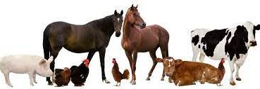 Szarvasmarha, sertés, baromfi, juh, ló – állatok biztosítása